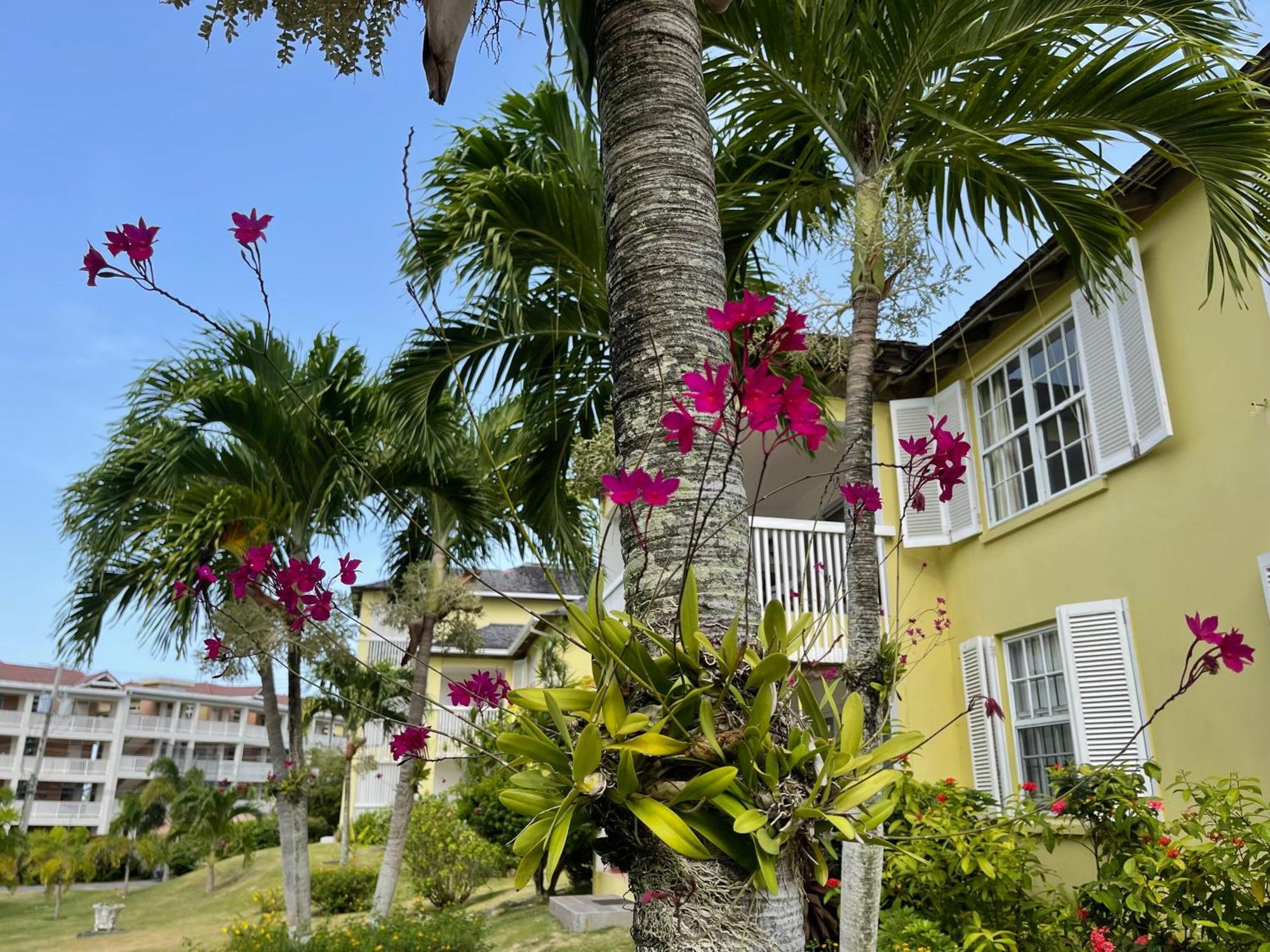 Jamaica Time Driftwood At Sea Palms 3Br 3Ba Condo In Ocho Rios With Pool And Beach Front With Views Only 10 Mins From Ochi Intl Airport Direct Flight From Miami St. Mary Exterior photo